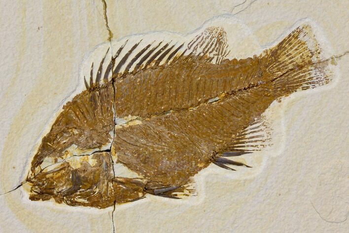 Bargain, Fossil Fish (Priscacara) - Green River Formation #119443